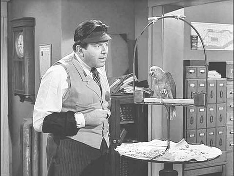 கடலை சாப்பிடும் கிளி