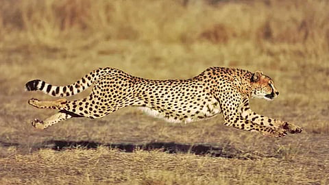 சிறுத்தைகளுடன் ஒரு ஹாப்பி பெர்த்டே !