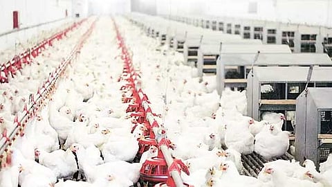 கோழிப் பண்ணை