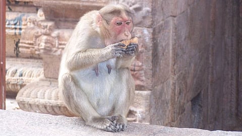 ஒரு குரங்குக் கதையும் - கிளிக் கதையும்