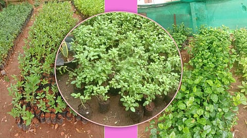 மூலிகை பண்ணையில் மாதம் 30,000 ரூபாய் !