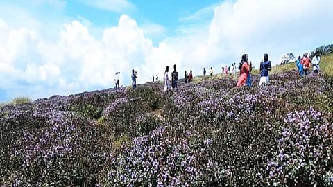 குறிஞ்சி மலர்