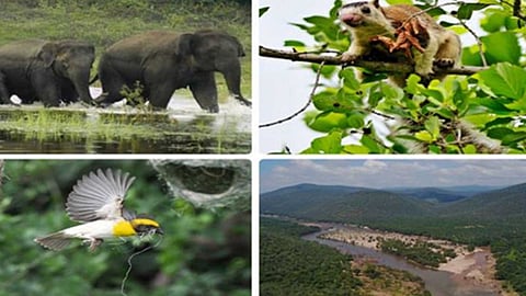 வனவிலங்கு சரணாலயம்