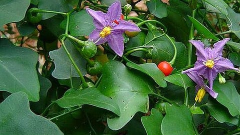 தூதுவளைக் கீரை