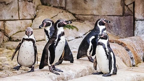 பைகுலா விலங்கியல் பூங்காவில்  பெயர் சூட்டும் நிகழ்வு!