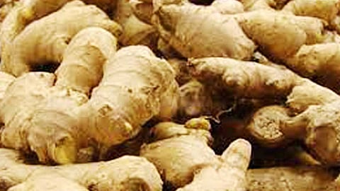 இஞ்சிக்கு மிஞ்சினது உண்டோ?