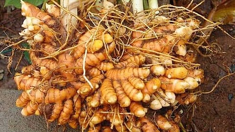 கிருமி நாசினியாகும் மஞ்சள்!