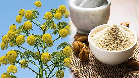 பெரும் நன்மைகள் தரும் பெருங்காயம் !