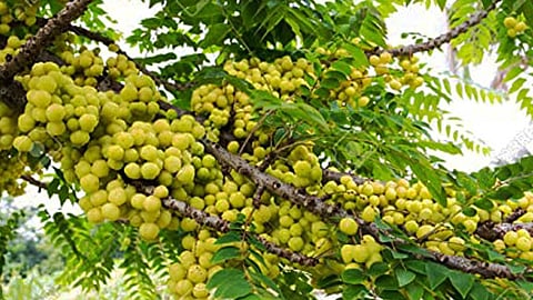 அரி நெல்லிக்காயின் நன்மைகள்!