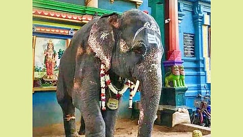 மரணத்தை முன்கூட்டியே உணர்ந்த கோயில் யானைகள்