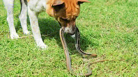 கண்ணாடி விரியனைக் கடித்துக் குதறி நன்றியை நிரூபித்த வேட்டையன்!!