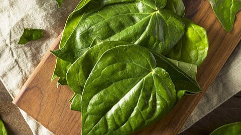 ஆண்மைக் குறைபாட்டை நீக்கும் வெற்றிலையின் பிற மருத்துவ குணங்கள்!