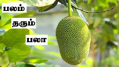 பலாப்பழம் சாப்பிட்டால் இவ்வளவு நன்மைகளா!
