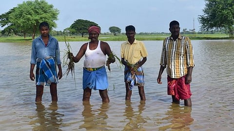 அறுவடை நேரத்தில் நெற்பயிர்கள் நாசம் ! டெல்டா விவசாயிகள் கதறல்!
