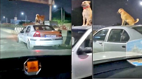 பெங்களூருவில் காரின் மேற்கூரையில் நாய் பயணம் - கடுமையாக விமர்சித்த டுவிட்டர் பயனாளிகள்
