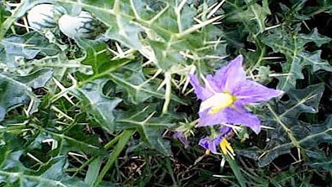 கண்டங்கத்திரியின் மருத்துவப் பயன்கள்!