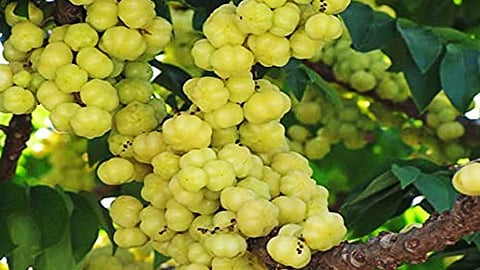 அருநெல்லிக்காய் ரெசிபிஸ்!