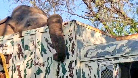 மக்னா யானை: மயக்க ஊசி செலுத்தி பிடிக்கப்பட்டது