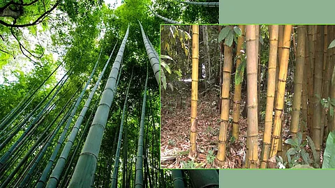 மூங்கில் விவசாயம்... கை நிறைய சம்பாதிக்கலாம்