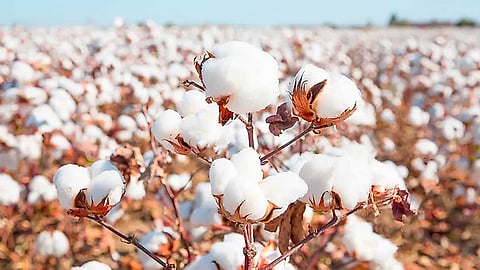 பருத்தி உற்பத்தியில் இந்தியாதான் டாப், ஒரு கோடி டன் ஏற்றுமதி செய்து ரெக்கார்ட் பிரேக்!