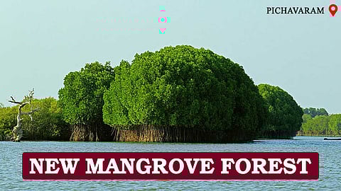 பிச்சாவரத்தில் புதிய மாங்குரோவ் காடுகள் - பசுமை இயக்கத்தின் சார்பில் அரங்கேறும் தமிழக வனத்துறையின் மெகா திட்டம்!
