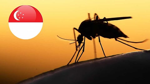 கொசுக்களை ஒழிக்க கொசுவே சிறந்த மருந்து! சிங்கப்பூர் விஞ்ஞானிகளின் புதிய கண்டுபிடிப்பு!