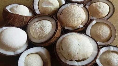 கொடிய நோய்களை தீர்க்கும் தேங்காய் பூ!