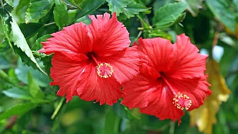 செம்பருத்தி பூவில் இத்தனை மருத்துவ குணங்களா?