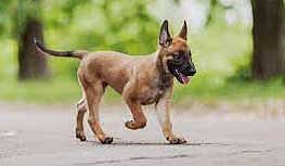 நாய்க்குட்டிக்கு ஆசைப்பட்டு உயிரை விட்ட சோகம்!