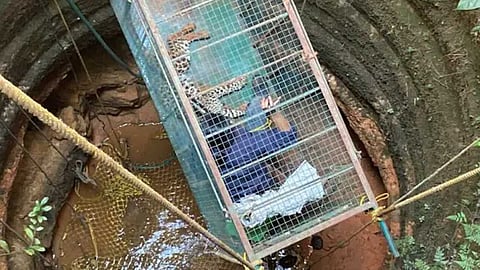 கிணற்றில் விழுந்த சிறுத்தையை காப்பாற்றிய பெண் கால்நடை மருத்துவர்