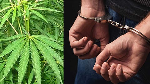 யூடியூப் பார்த்து ஏசி அறையில் எல்இடி விளக்குகளைப் பயன்படுத்தி கஞ்சா வளர்த்து விற்பனை செய்த பலே கோஷ்டி கைது!