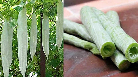 நீ என்ன பெரிய புடலங்காயா?