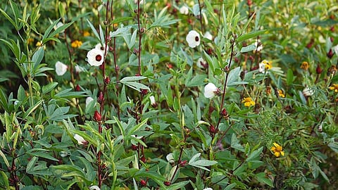 புளிச்ச கீரையின் மருத்துவ பயன்கள்