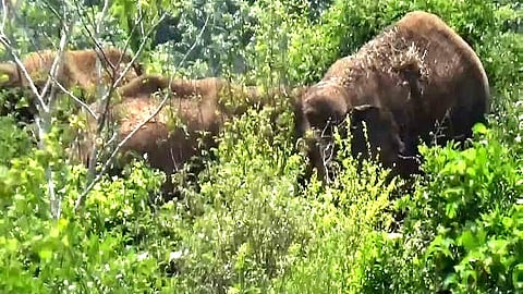 ஓசூர் அருகே முகாமிட்டுள்ள 5 காட்டு யானைகள் வனத் துறையினர் எச்சரிக்கை!