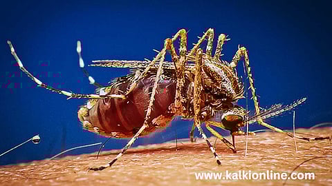 கொசுக்களை பழிவாங்க ஓர் அரிய வாய்ப்பு.