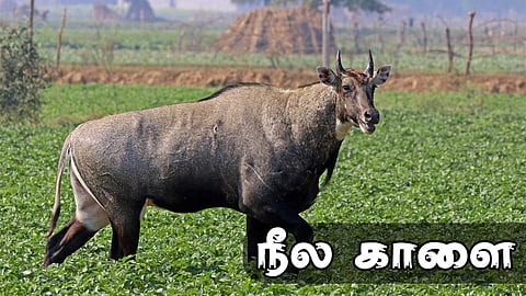 குஜராத்: நீல காளைகளுக்கு விஷம் வைத்த 3 விவசாயிகள் கைது!