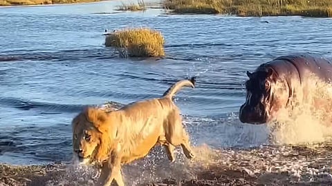 என்ன தைரியம் உனக்கு? வனராஜாவை விரட்டியடித்த நீர்யானை!