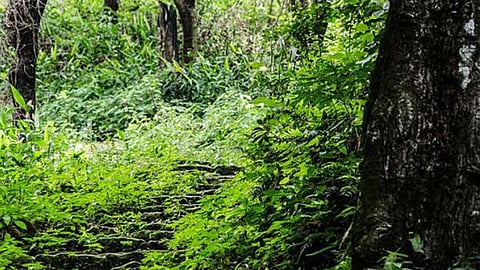 காடுகளும் நல்வாழ்வும்