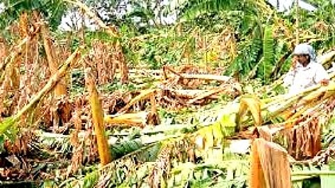 கம்பம் தேனி பகுதியில் கனமழை சூறாவளி காரணமாக வாழை மரங்கள் நாசம்!