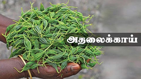 அதலைக் காயா? அப்படின்னா என்ன? வாங்க தெரிஞ்சுக்கலாம்!