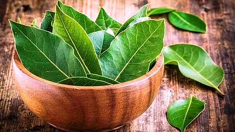 மருத்துவத்திலும் ஆன்மீகத்திலும் பிரிஞ்சி இலைகளின் நன்மைகள்!