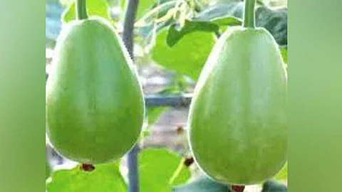 சுரைக்காயின் மருத்துவ குணங்களை பார்க்கலாம்!