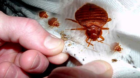 மூட்டைப் பூச்சிகளிடமிருந்து நாற்றம் வருவது ஏன்?