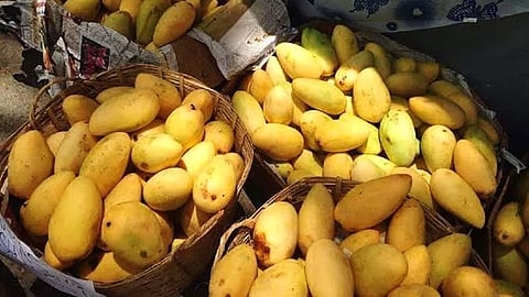 ரெய்டில் பிடிபட்ட 5 டன் ரசாயணப் பழங்கள்! மொத்தமும் குப்பையில் கொட்டுங்கள்.. உணவுப் பாதுகாப்பு அதிகாரியின் அதிரடி உத்தரவு!