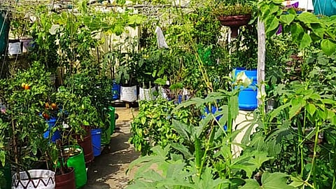 தொட்டிகளில் மரம் வளர்க்க முடியுமா?