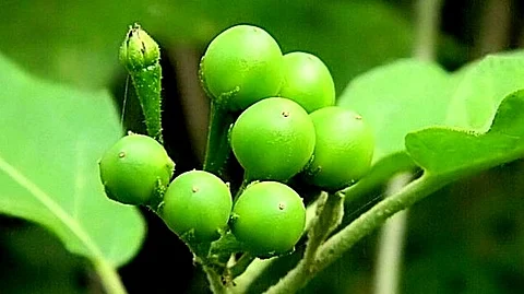 பால் சுண்டைக்காய் பயன்படுத்தி பாருங்களேன்....!