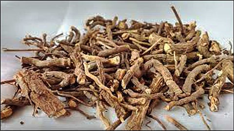 நன்னாரி எனும் கற்பகத்தரு மூலிகை!