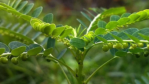 அற்புத மருத்துவ குணங்கள் கொண்ட கீழாநெல்லி