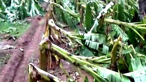 சூரைக்காற்றினால் நெல்லை மாவட்டத்தில்  20 ஆயிரத்திற்கும் மேற்பட்ட வாழைகள் நாசம்!