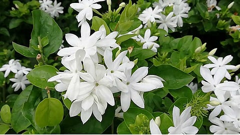 Jasmine flowers.